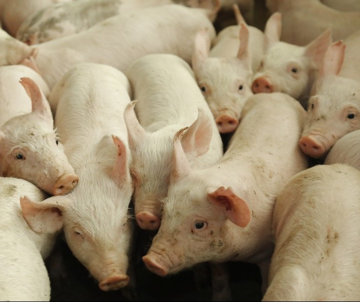 Exportação de suínos atingem 63 mil toneladas em outubro