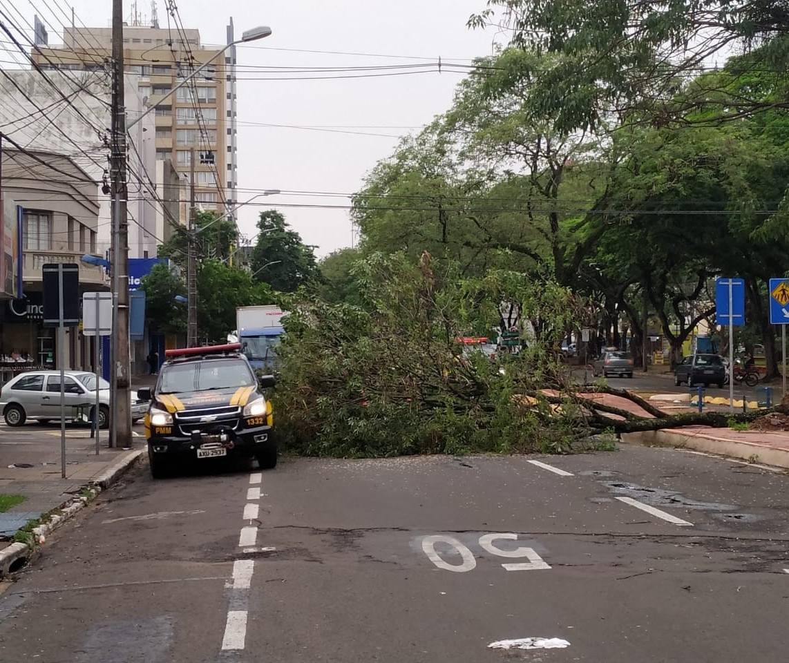 Já passa de 80 o número de árvores caídas em Maringá