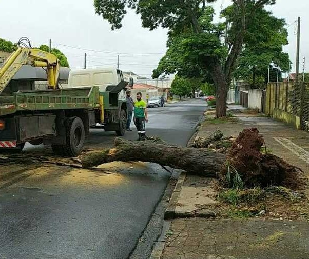 Chuva derruba árvores neste domingo (17) em Maringá