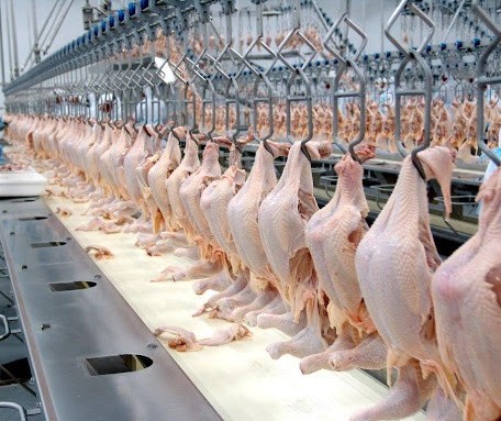 Brasil exportou 112 mil toneladas de carne de frango na primeira semana deste mês