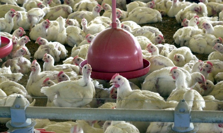 Custos de produção de suínos e frangos tiveram alta de 25% em 2020