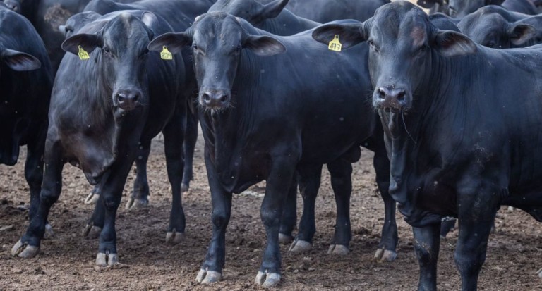 Brasil importou 50,8 mil toneladas de carnes premium em 2020