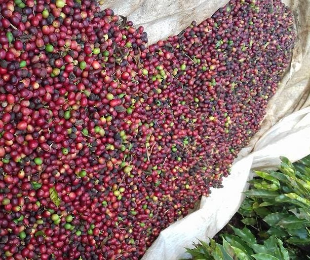 Saca do café custa R$ 377 na região de Maringá