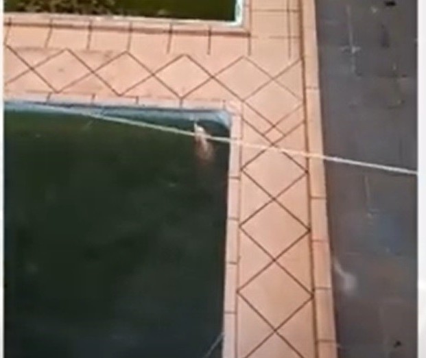 Cachorro é resgatado de piscina por bombeiros 