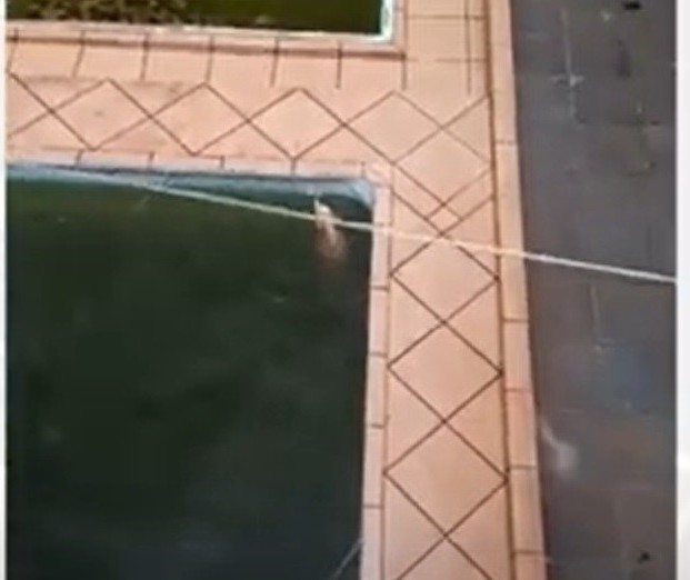 Cachorro é resgatado de piscina por bombeiros