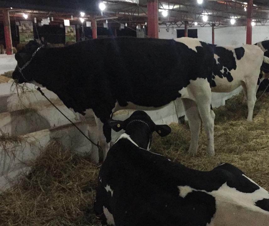 Quatro animais disputam torneio leiteiro deste ano na Expoingá