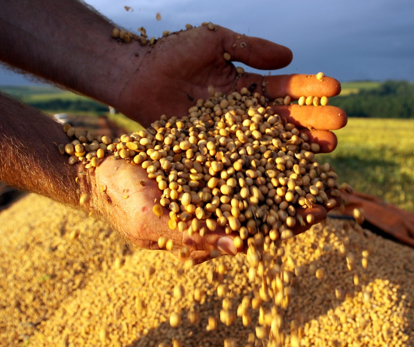 Brasil pode ultrapassar EUA e se tornar o maior produtor de soja do mundo