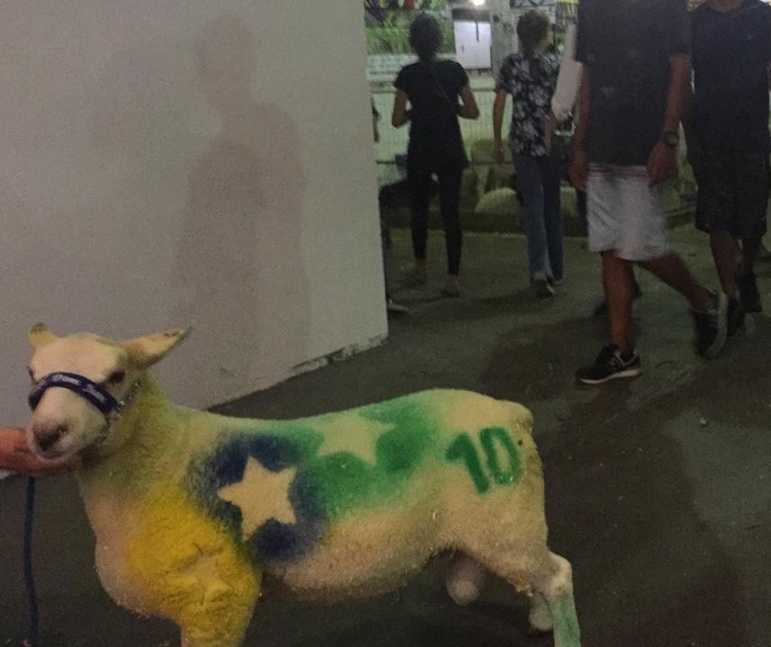 Pavilhão de ovinos tem número recorde de raças em exposição e muitas atrações 