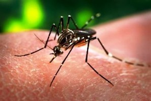 Secretaria de Saúde do Paraná confirmou mais uma morte por dengue no Paraná, em Paranavaí