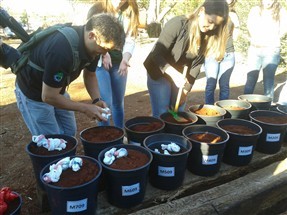 Estudantes enterram sacolas plásticas recolhidas em supermercados de Maringá para analisar o tempo de decomposição em comparação com as sacolas convencionais