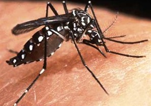 Sarandi está em alerta para o índice de infestação da dengue