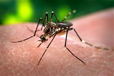 Dois comerciantes são presos em Paranavaí por  manter focos do mosquito da dengue