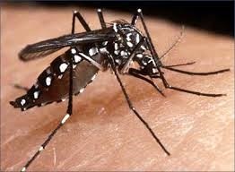 Começa a guerra contra a dengue e a febre chikungunya