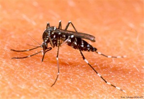 Índice médio da dengue em Maringá é maior que o aceito pela Organização Mundial da Saúde