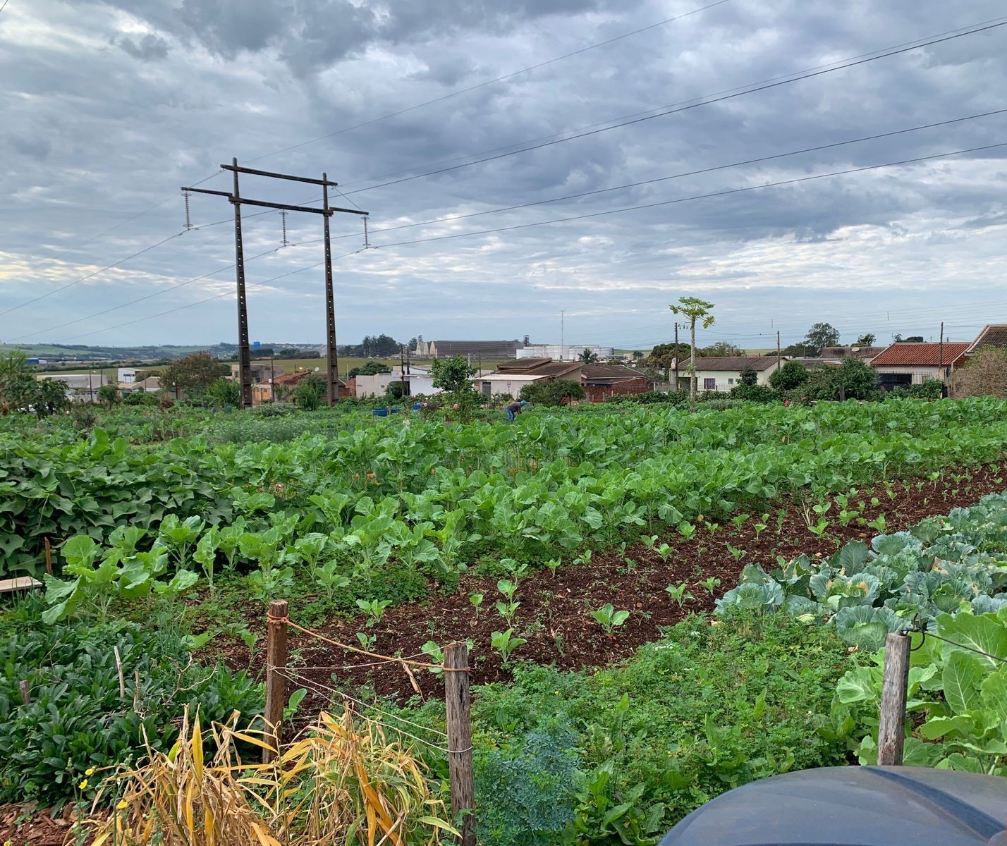Hortas comunitárias de Sarandi produzem 10 mil pés de hortaliças por mês