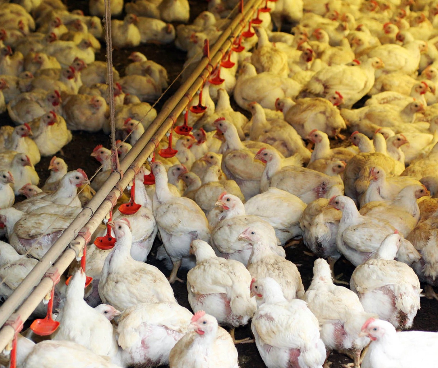 Exportações da avicultura seguem com preços aquecidos