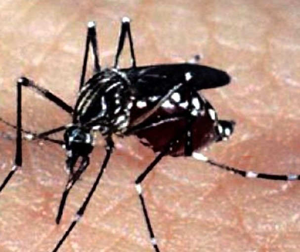 Maringá soma 141 casos confirmados de dengue no período epidemiológico