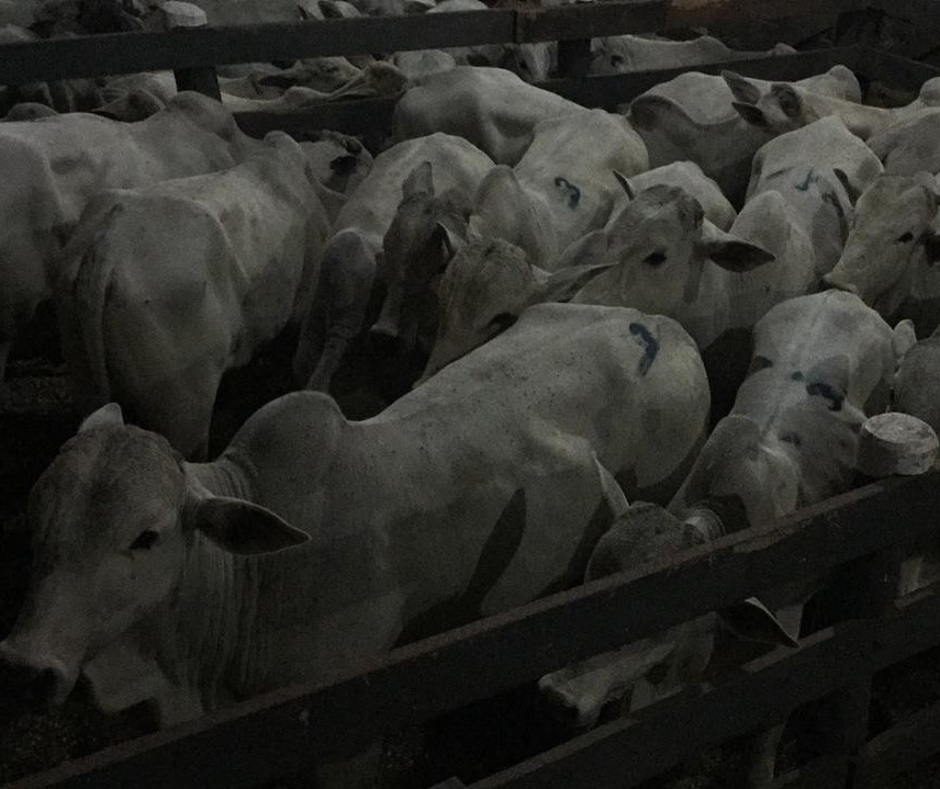 Leilão na Expoingá terá cinco edições