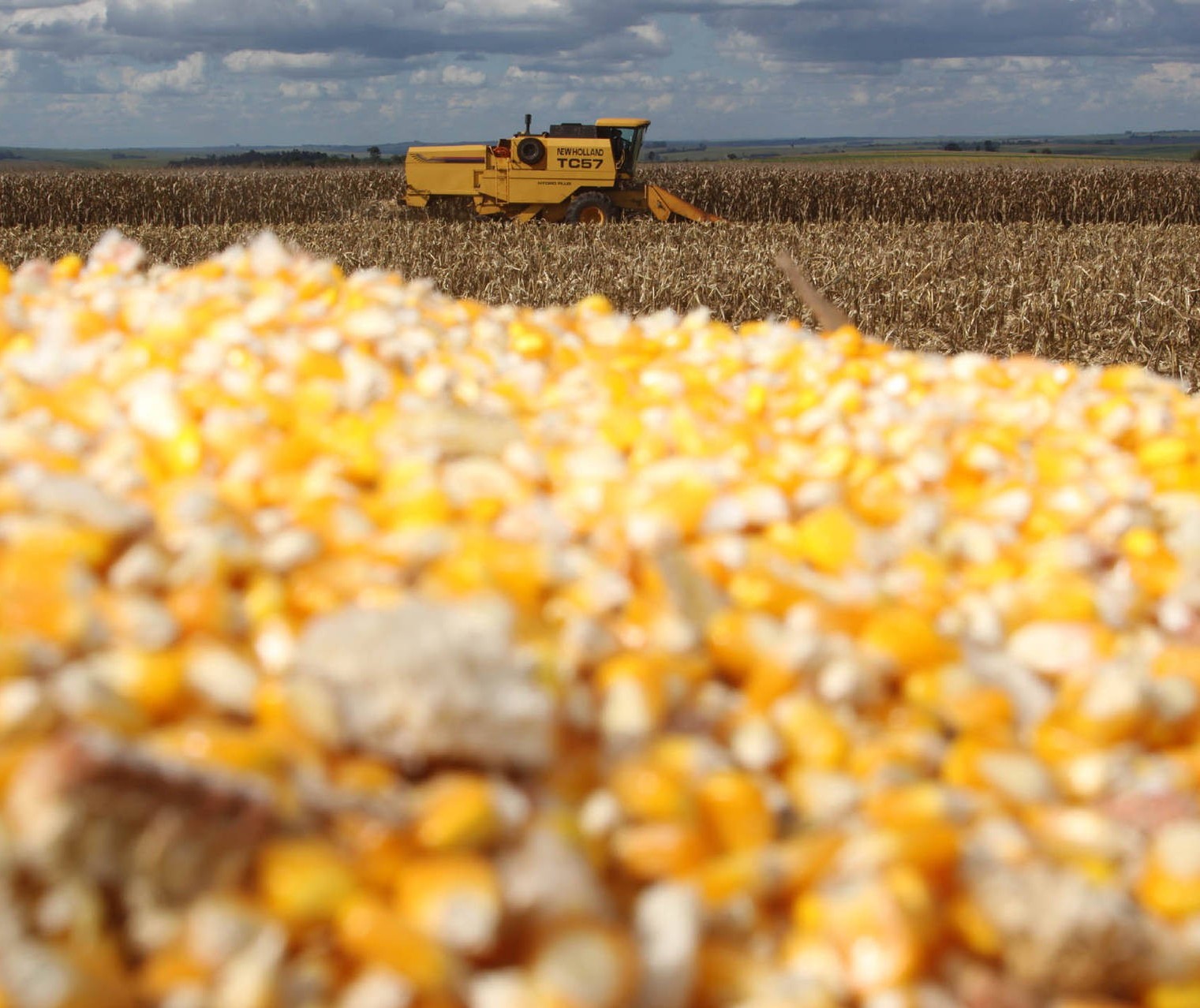 Estoques de milho brasileiro encontram-se pressionados