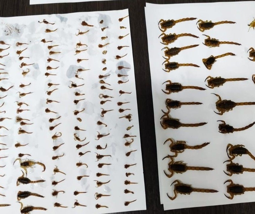 Vigilância encontra mais de 220 escorpiões em casa onde morador foi picado