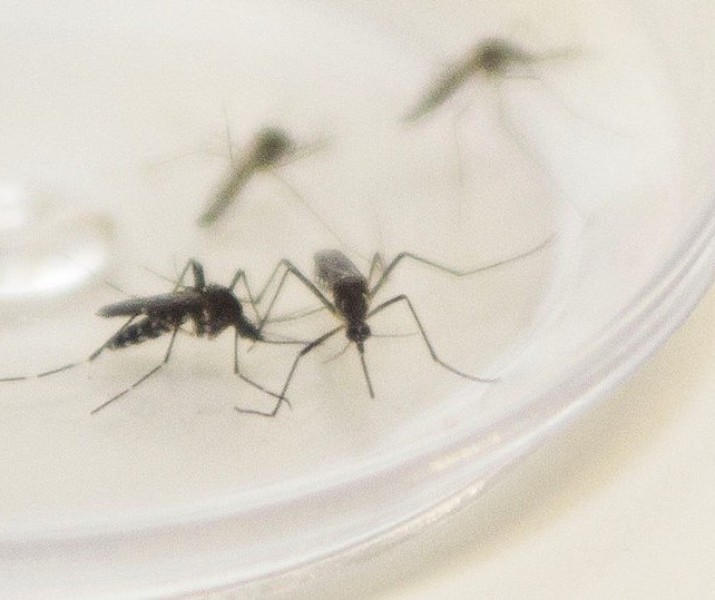 Paraná confirma 39 novos casos de dengue