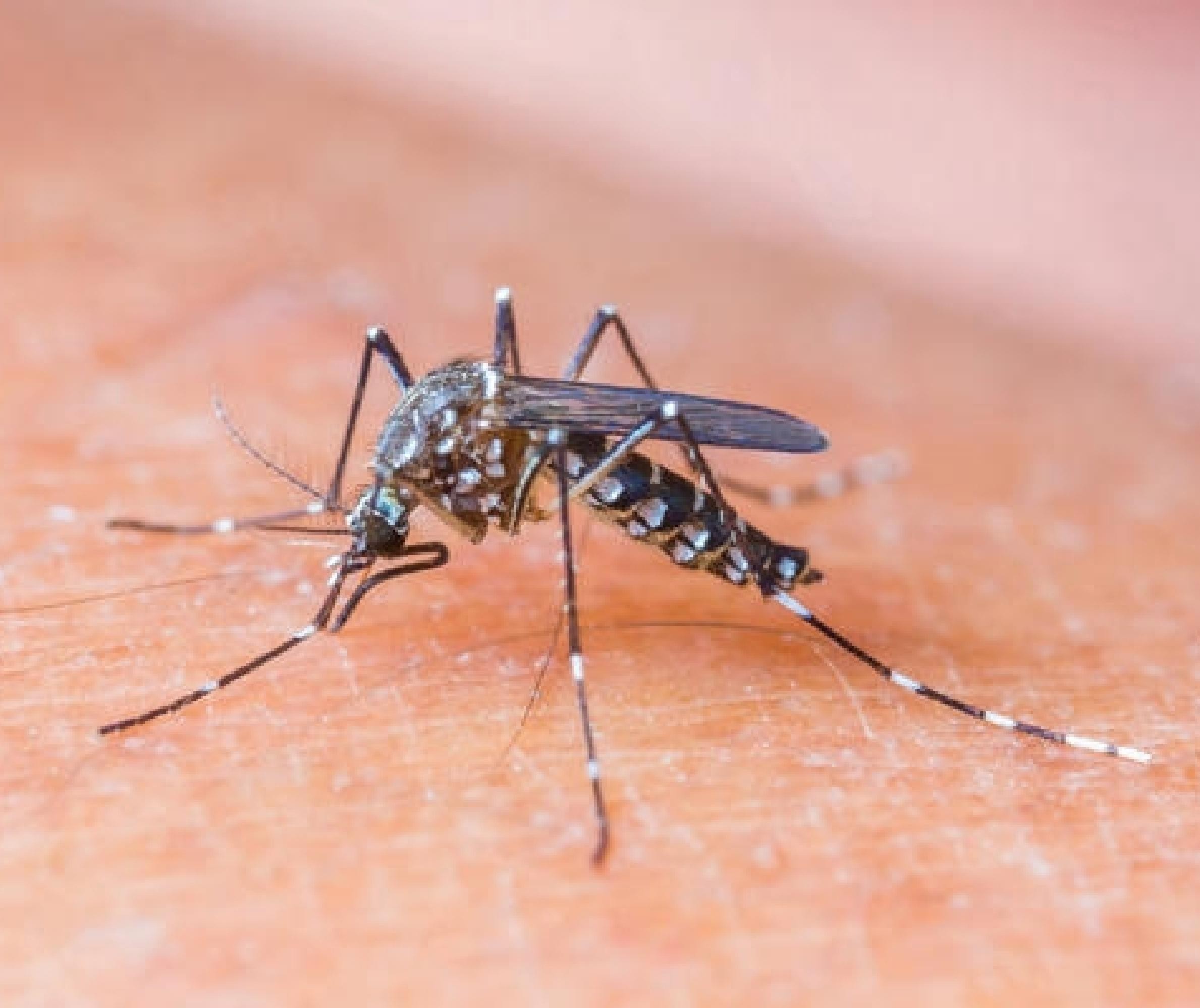 Maringá tem 11 casos de dengue positivos e 53 sob investigação