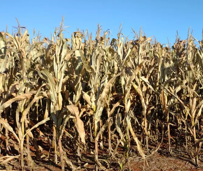 Safra de milho de 2022 deve alcançar novo recorde 