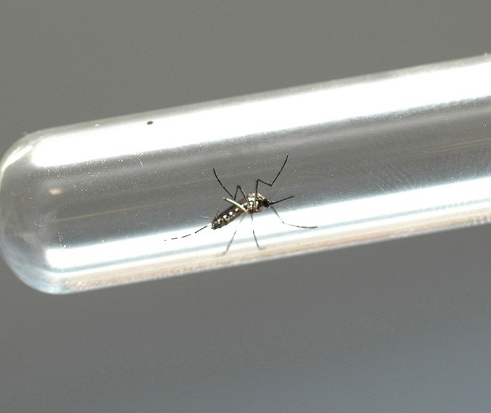 Maringá registra segunda morte por dengue no atual período epidemiológico