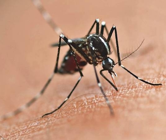 Maringá tem 110 casos confirmados de dengue