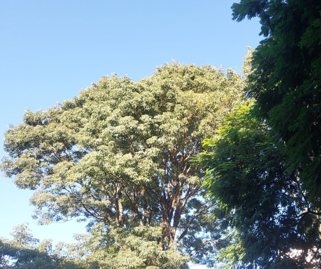Domingo de sol e tempo firme em Maringá; máxima pode chegar a 32º