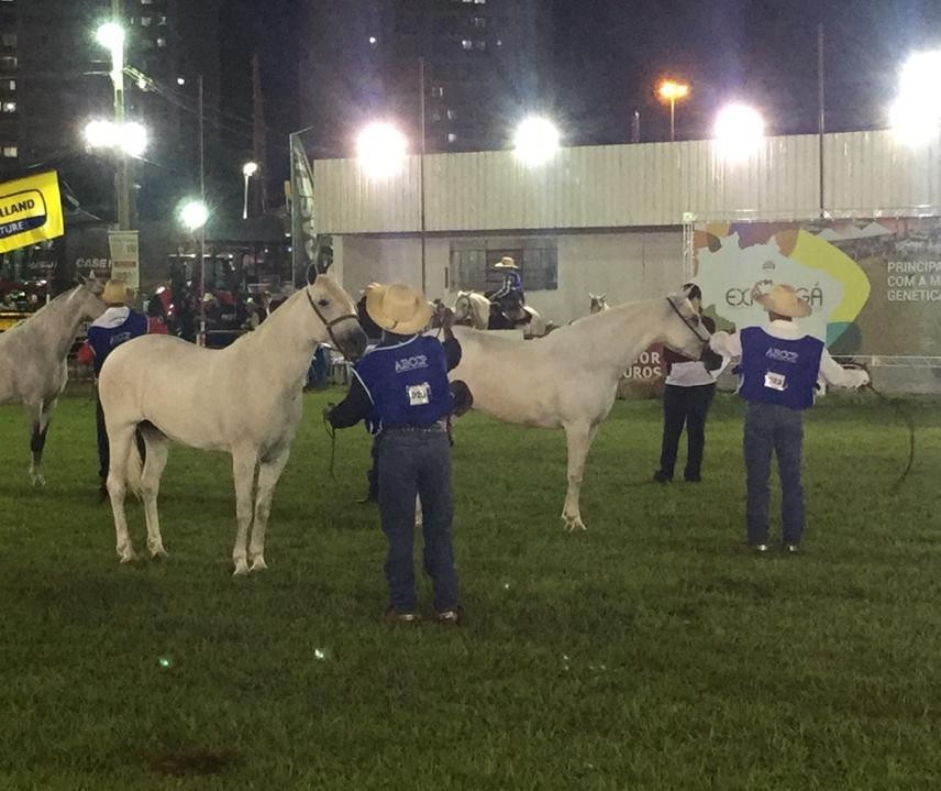 Cavalo Pantaneiro participa da Expoingá pela primeira vez 