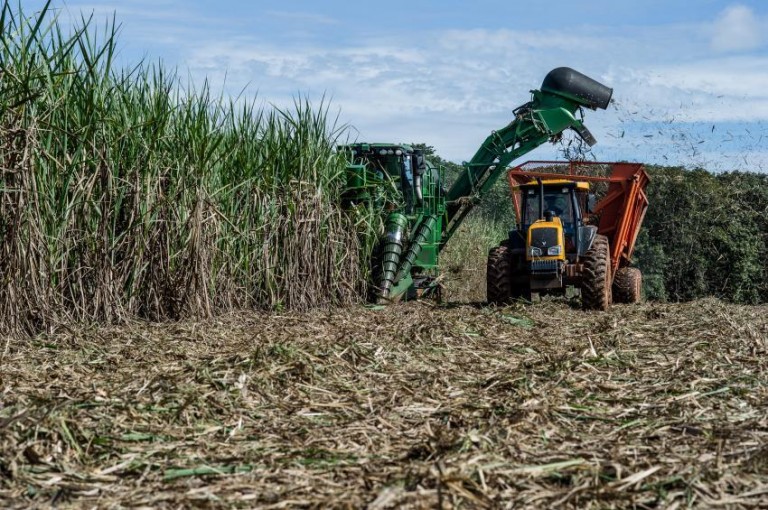Paraná deverá ter menor produção de cana-de-açúcar na próxima safra