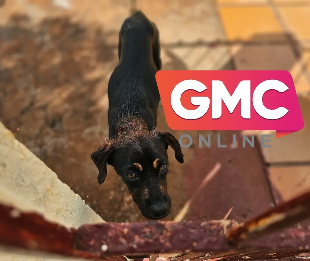 Idosa morre no hospital após ser atacada por cachorro