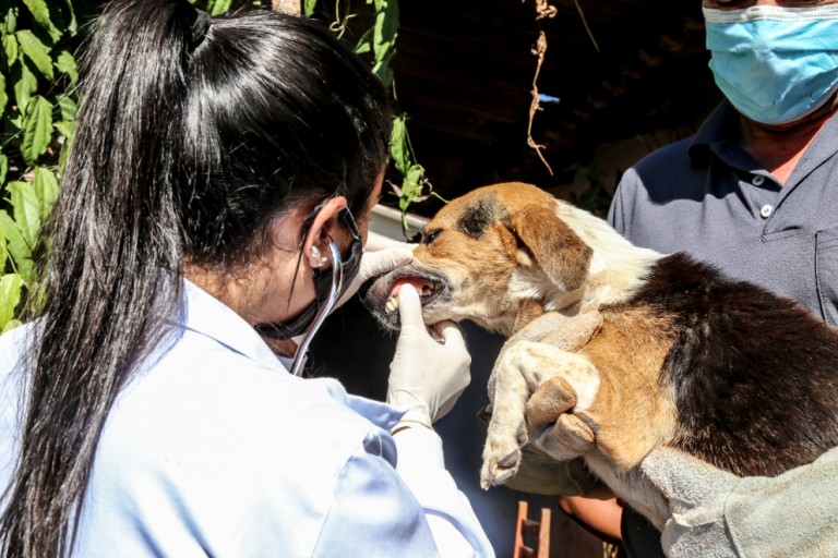 Em Maringá, 13 animais que viviam em casa com lixo e entulho são resgatados