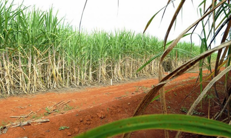 Projeções para próxima safra de cana-de-açúcar sofrem alterações
