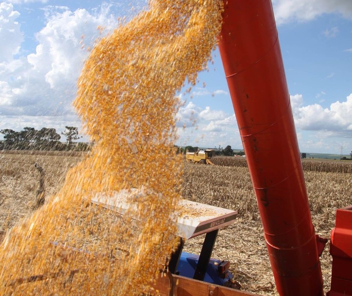 PR: Segunda safra de milho deve totalizar 9,8 mi de toneladas, diz Deral