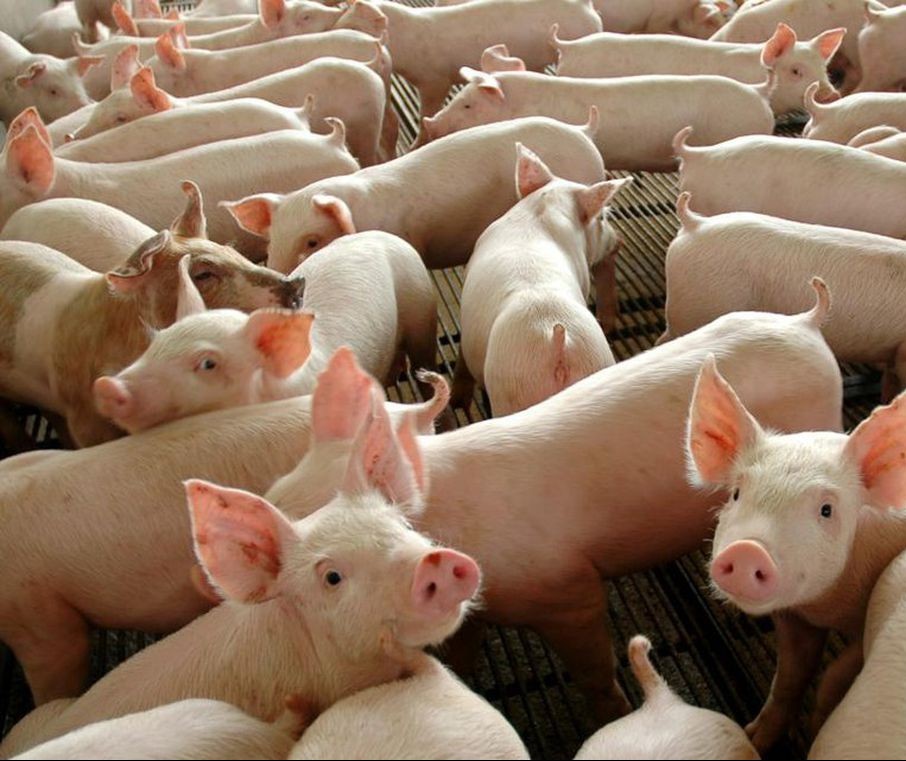 Paraná é o terceiro maior exportador de suínos do Brasil