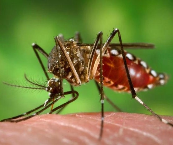 15ª Regional de Saúde concentra quase 50% dos casos autóctones de dengue