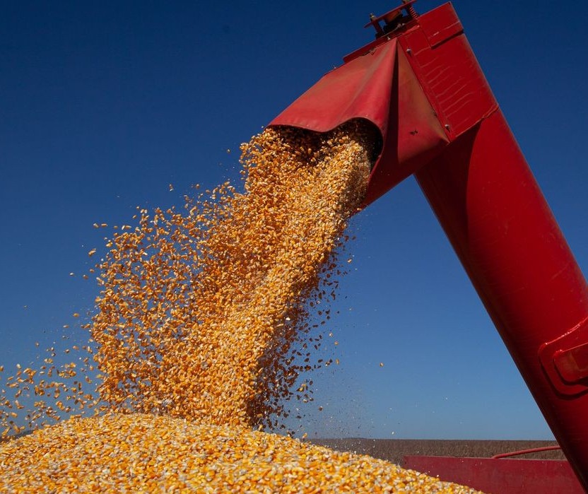 Chuva favorece desenvolvimento do milho no sul do Brasil