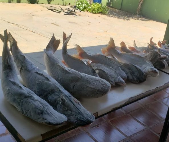 Polícia Ambiental apreende carne de jacaré e pescado sem procedência em pousada; proprietária foi multada