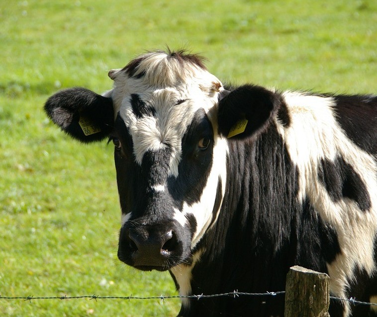 Vaca gorda custa R$ 135 a arroba