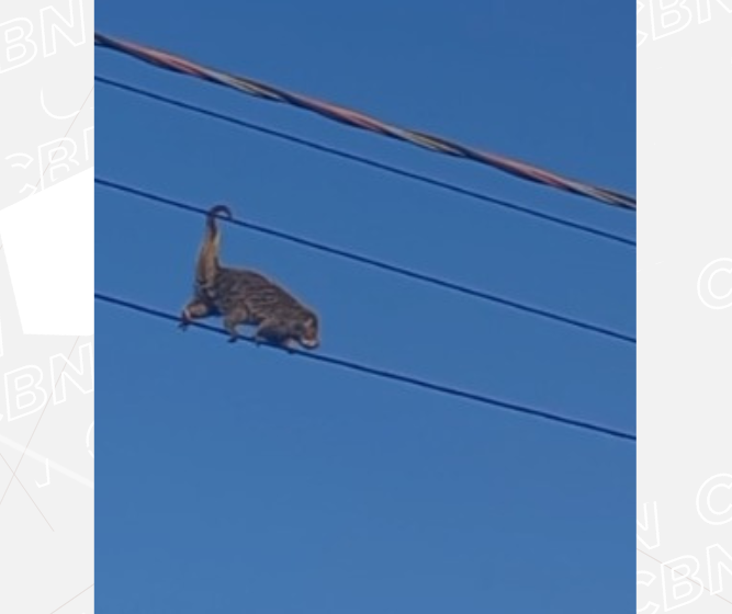 Imagem de animal silvestre caminhando sobre fiação ganha as redes sociais: “equilíbrio é tudo”