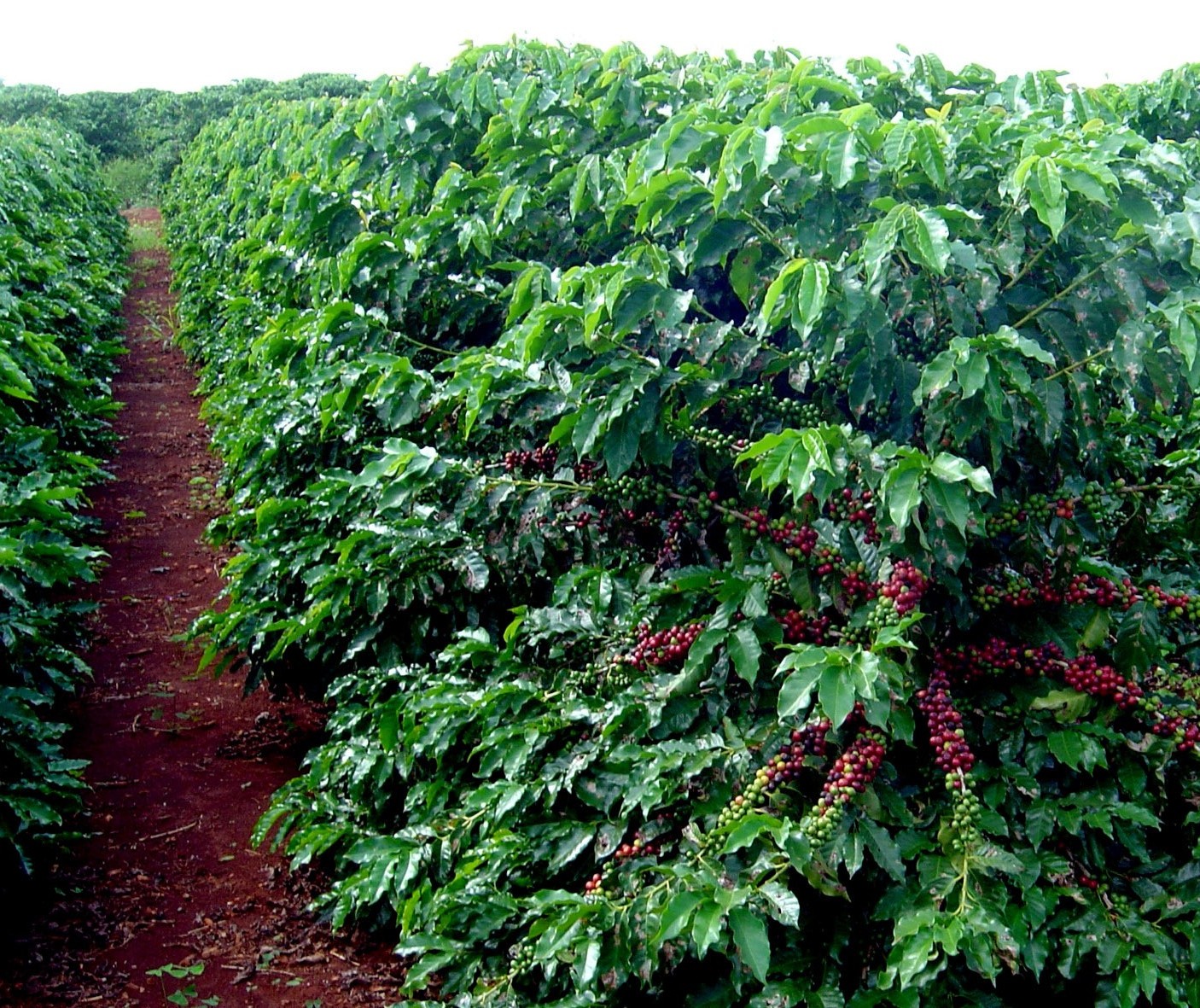Brasil segue em 1º na produção de café no mundo 