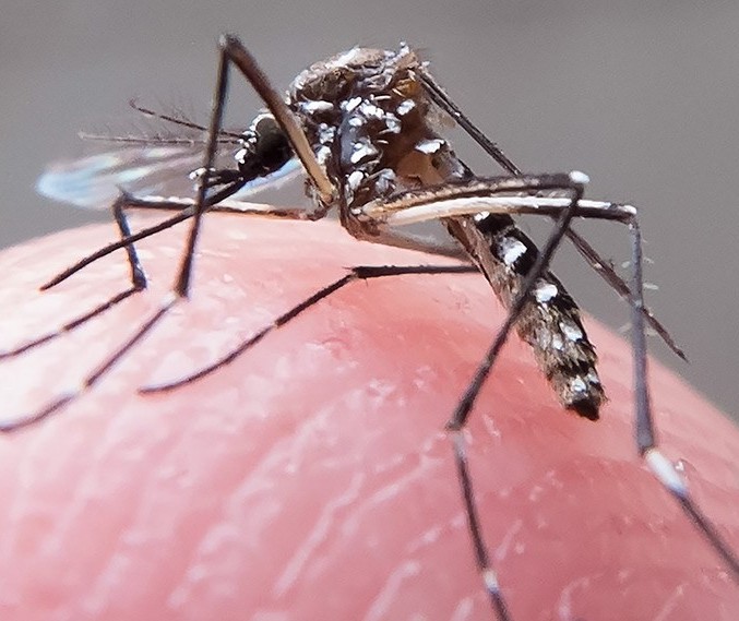 Maringá registra dez casos de dengue em uma semana, aponta Sesa