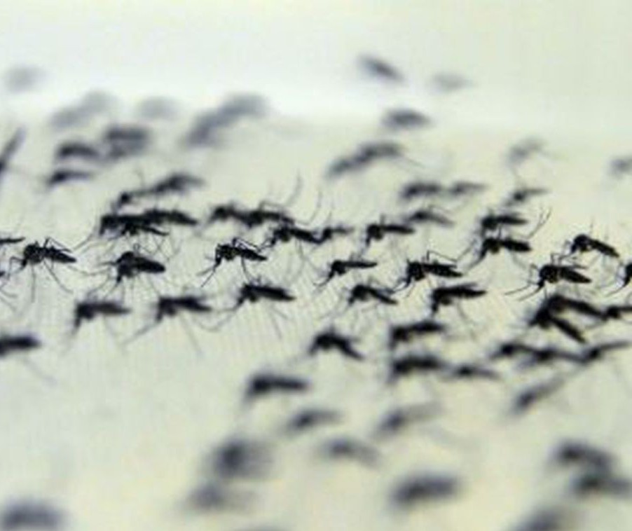Em uma semana quase cem casos de dengue são confirmados