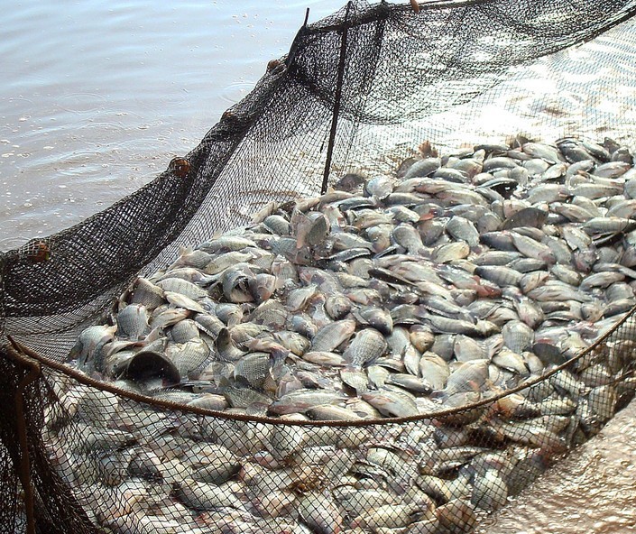 Paraná amplia liderança em piscicultura de cultivo
