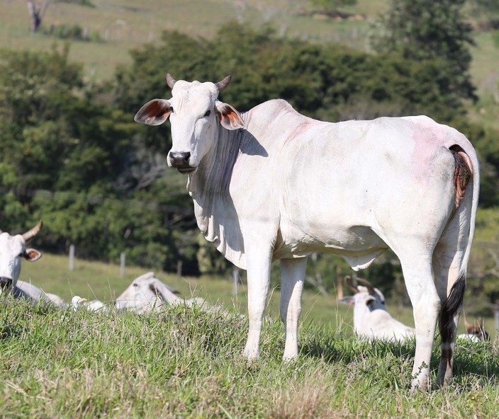 Possível caso de vaca louca é investigado em Minas Gerais