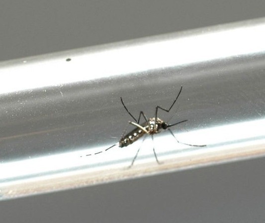 Duas cidades da região registram morte por dengue, aponta Sesa