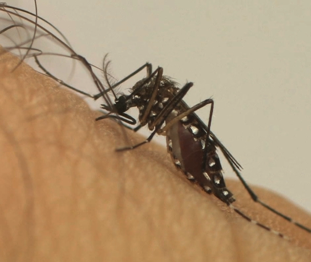 Número de casos de dengue em Maringá chega a 229