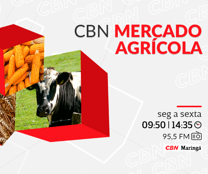 Boi em pé é cotado a R$ 315 a arroba